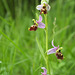 Ophrys fuciflora - Ophrys bourdon