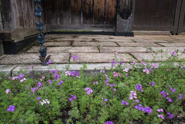 Small flowers at the main gate