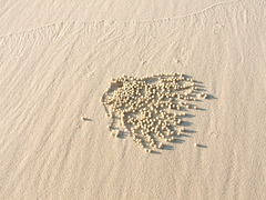 Sand Balls for Breakfast