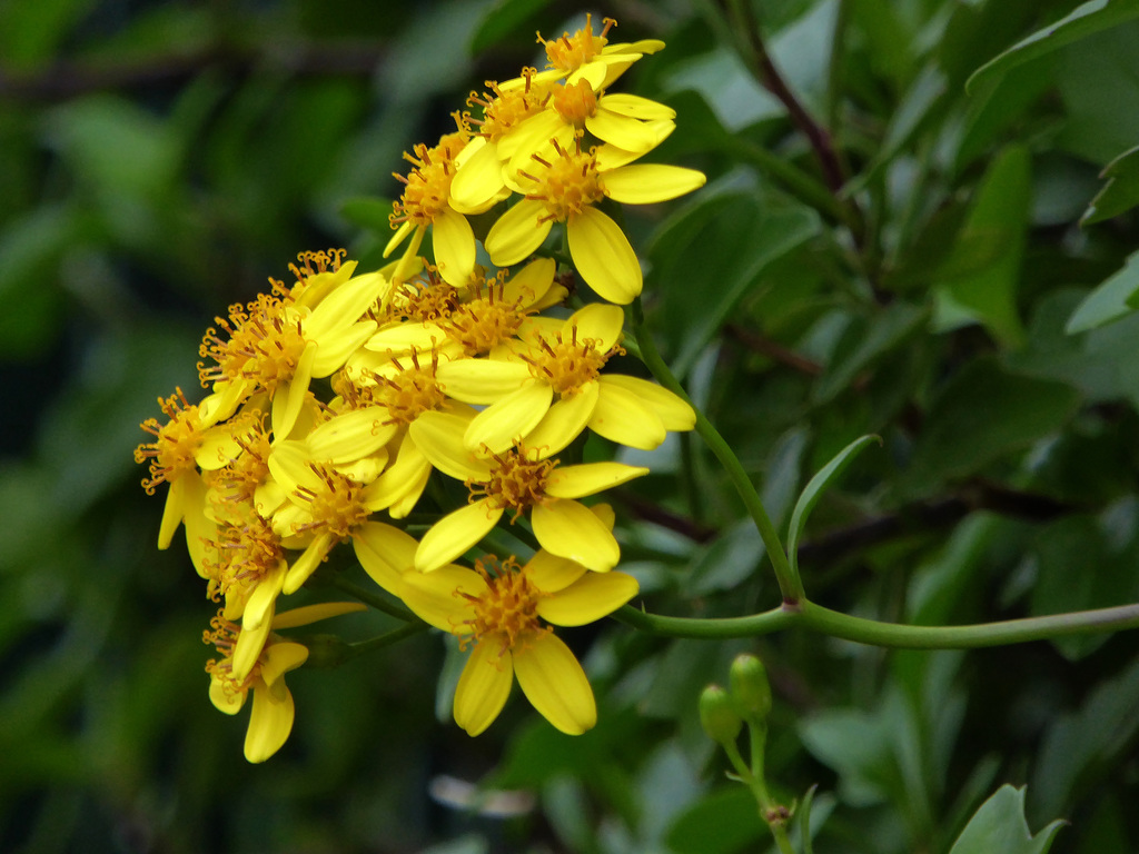 il giallo di dicembre