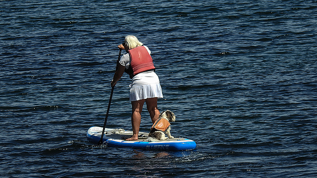 20190610 4959CPw [R~GB] Hund, Wassersport, Dinas, Wales