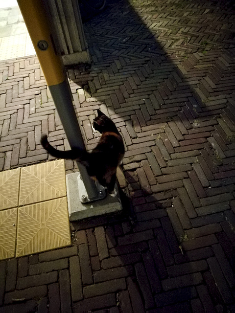 Cat at the check-out pole at Bloemendaal station