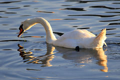 EOS 6D Peter Harriman 20 09 43 35992 swan dpp