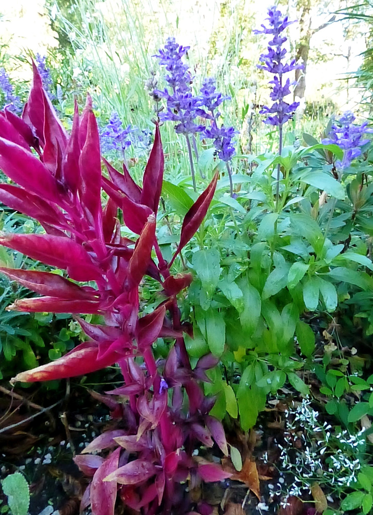 Blumen im Kurpark