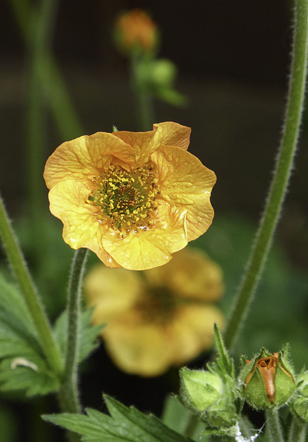 Geum I think