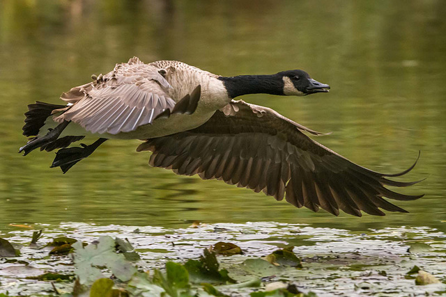 Canada goose