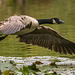 Canada goose