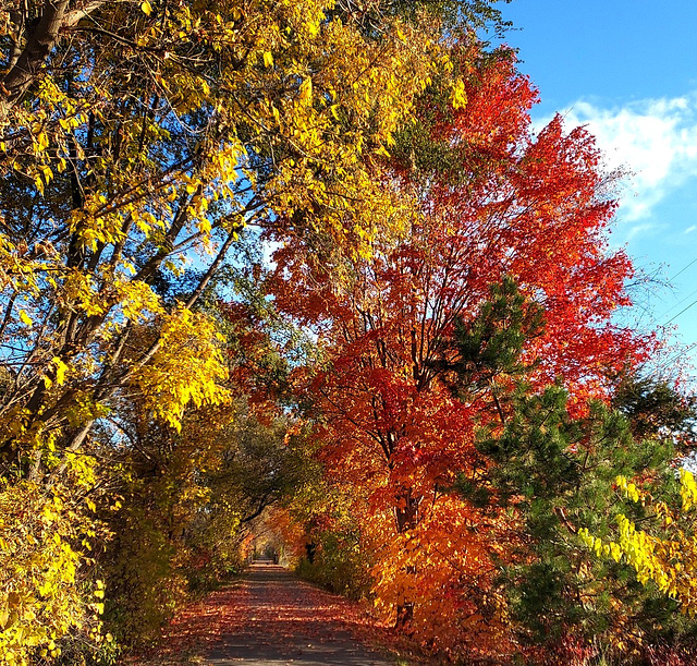 The last leaves to hold on