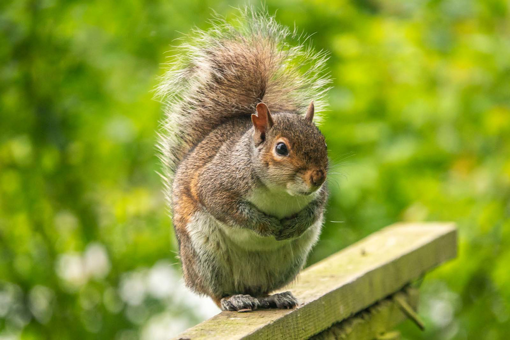 Squirrel