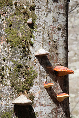 culture de champignons