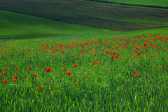 Rote Tupfer im satten Grün