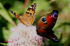 Painted Lady (Vanessa carduli) and Peacock Butterfly's (Inachis io) in their Sunday clothes 02 J31