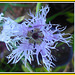 Prachtnelke - Dianthus superbus