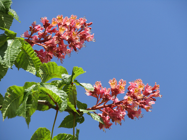 Kastanienblüten