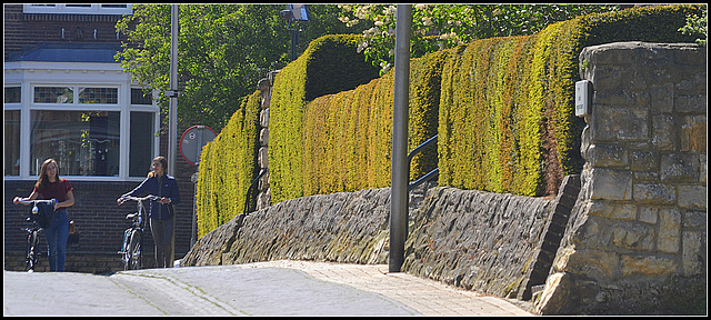 Hedge Passage