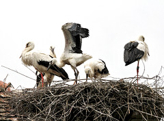 Die Storchenküken sind groß geworden