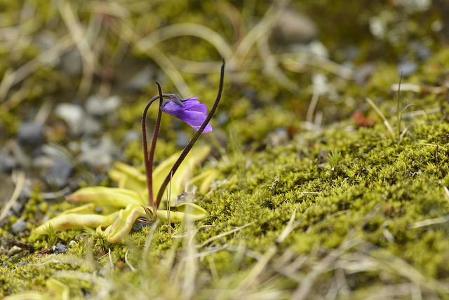 Pinguicula vulgaris, Iceland  DSC2903