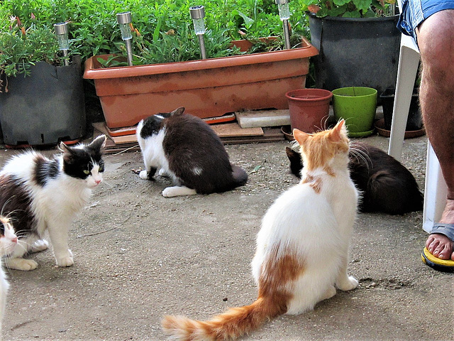Some of the garden kedis (kittens)