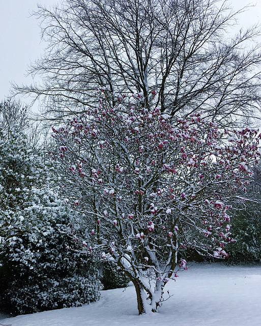 Le magnolia du jardin