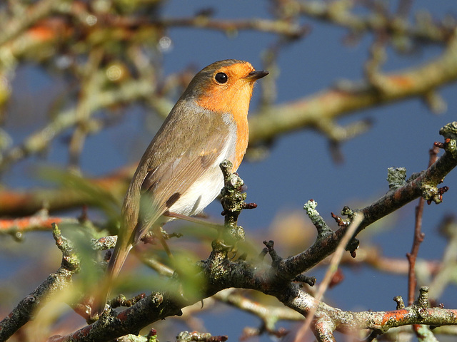 Rouge gorge