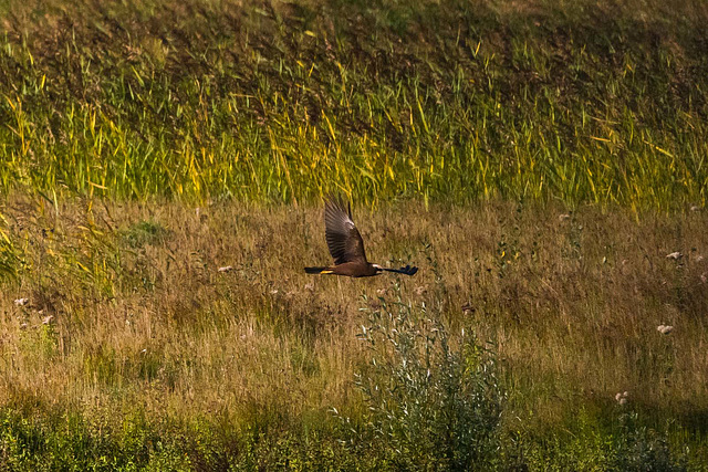 Marsh harrier