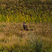 Marsh harrier