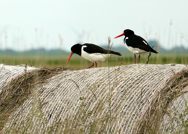 Austernfischer-Paar an der Elbe