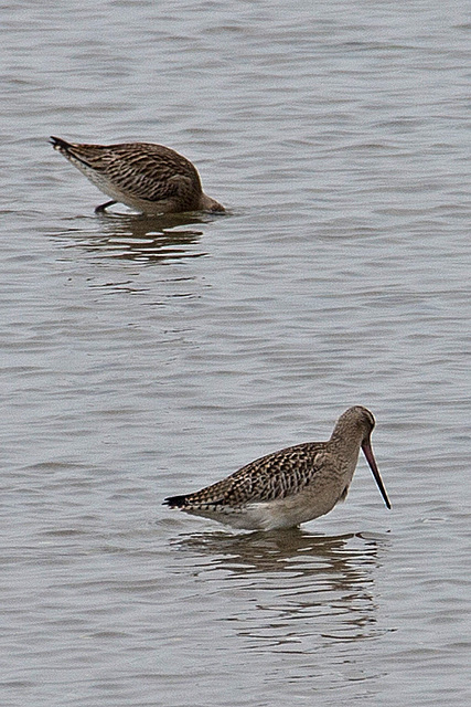 20140910 5033VRAw [NL] Pfuhlschnepfe (Limosa lapponica),  Terschelling