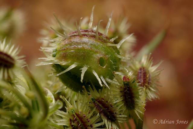 Kiefferia pericarpiicola