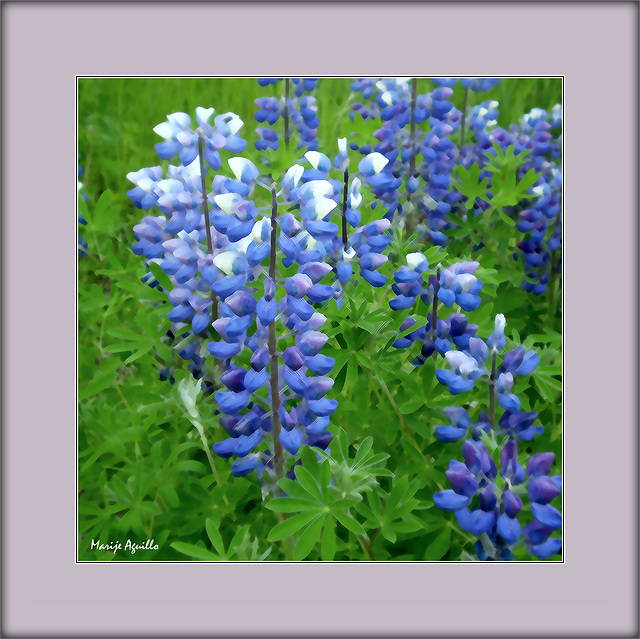 Lupines