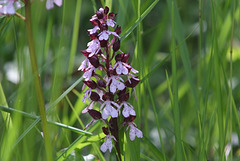 Orchis purpurea - Orchis pourpre