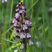 Orchis purpurea - Orchis pourpre