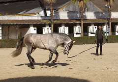 At the Royal Andalusian School of Equestrian Art in Jerez