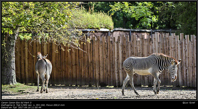 IMG 8449.jpg 2017 09 16  Zoo Planckendael II