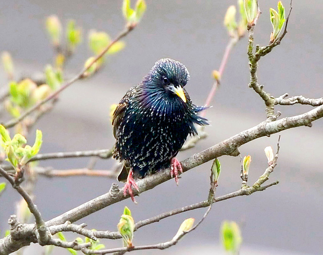 Starling (Sturnus vulgaris). 2 of 2.