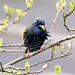 Starling (Sturnus vulgaris). 2 of 2.