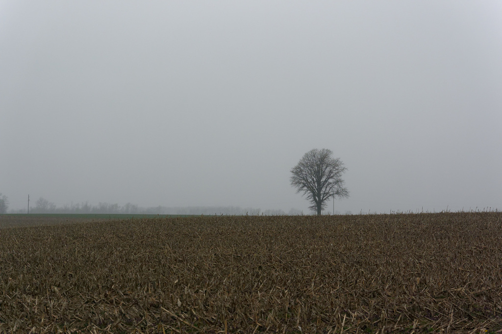 A Tree in a Field, with Rain