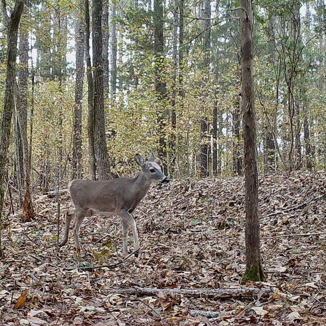 Whitetail doe