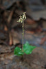 Neottia smallii (Appalachian Twayblade orchid, Kidney-leaf Twayblade orchid)