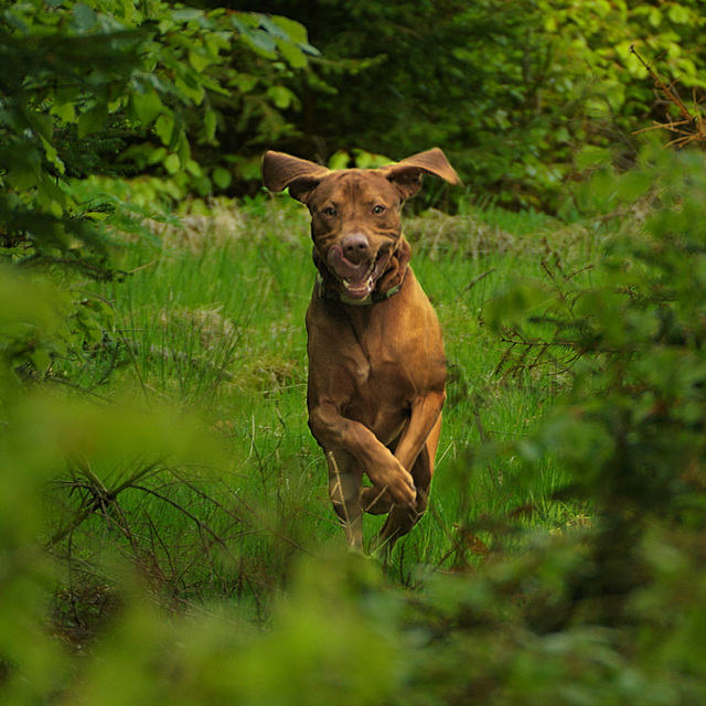 The Hound of the Baskervilles, 2.0