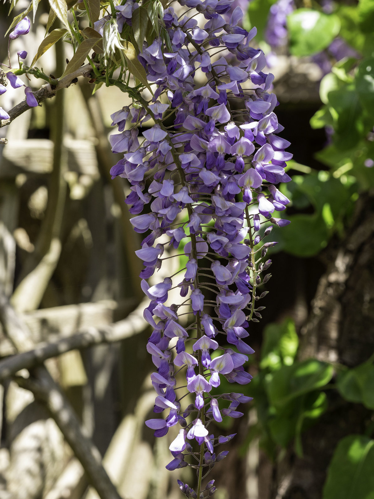 Wisteria for H.A.N.W.E