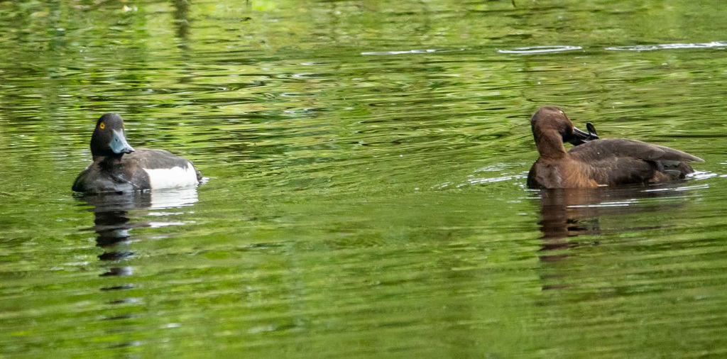 Tufted ducks