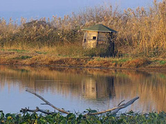 HBM  Cormorant (Phalacrocorax) Bench plus 5 PIPs