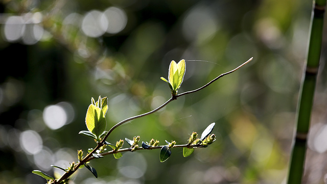 Lonicera