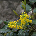 Mahonia aquifolium