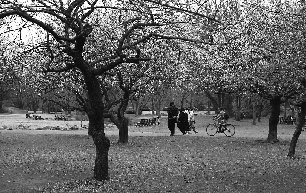 Ume in the park