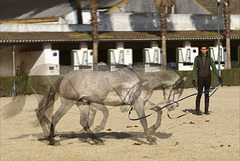 Horse Training in Jerez