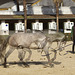 Horse Training in Jerez