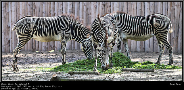 IMG 8450.jpg 2017 09 16  Zoo Planckendael II