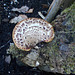 gdn - mystery fungus = Polyporus squamosus (HOT)